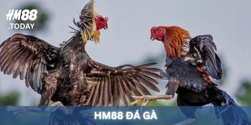 HM88 Đá Gà - Thế giới của chiến kê chất lượng.