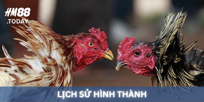 Lịch sử hình thành của HM88 Đá Gà.