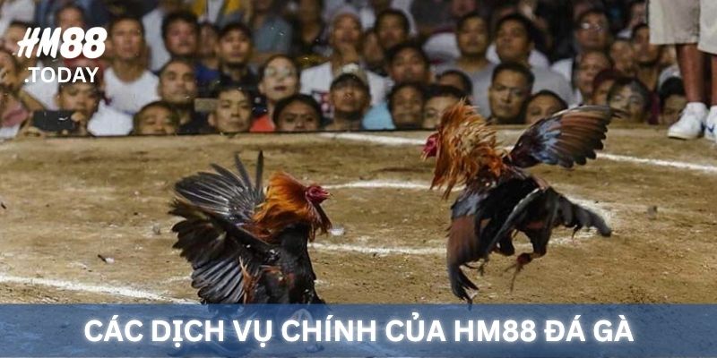 Các dịch vụ chính của HM88 đá gà.