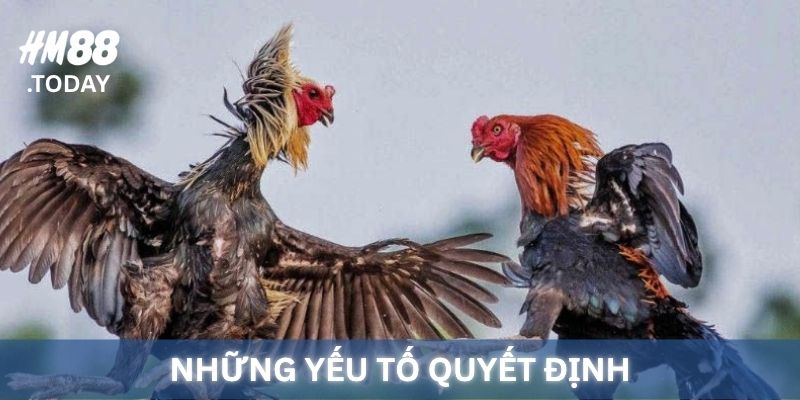 Những yếu tố quyết định đến chất lượng của Gà Đá Cựa Sắt.
