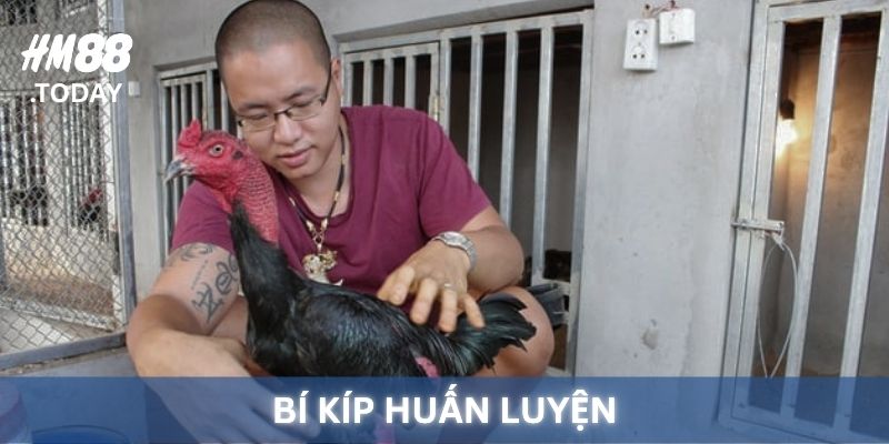 Bí kíp huấn luyện cho Đá Gà Cựa Sắt.