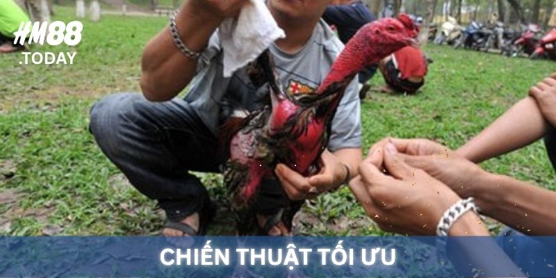Các chiến thuật tối ưu trong Đá Gà Cựa Sắt.